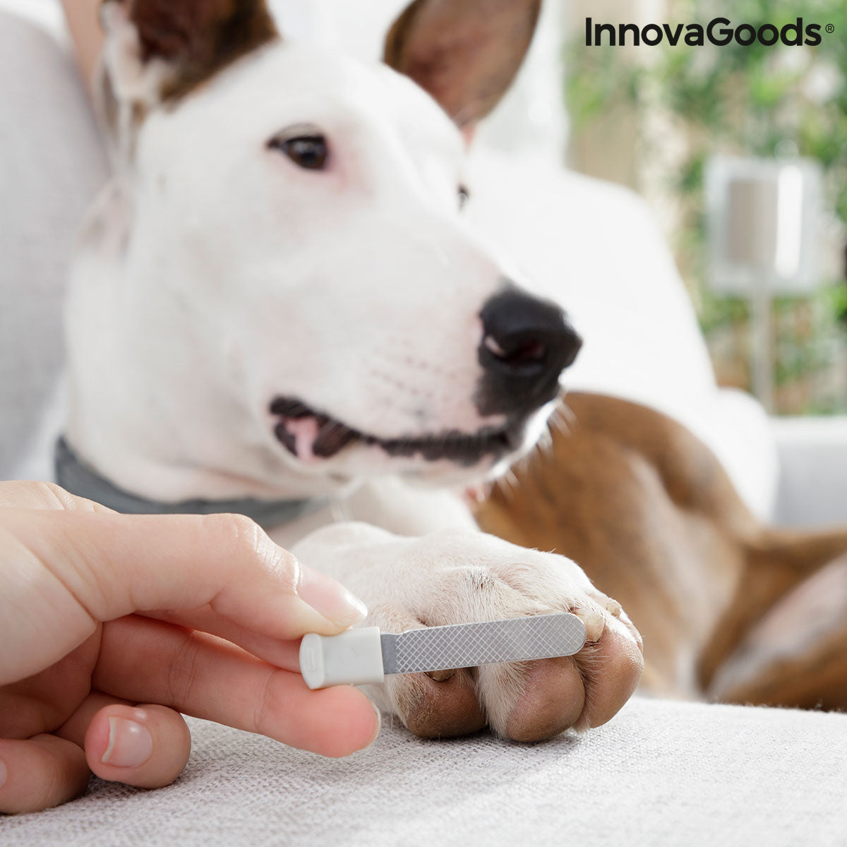 Cortaúñas para Mascotas con Luz LED