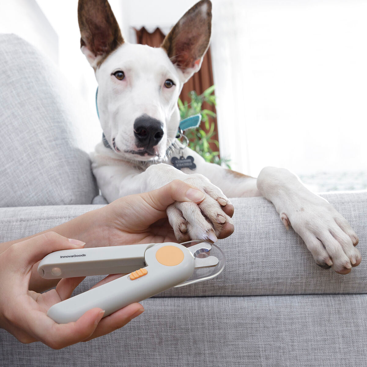 Cortaúñas para Mascotas con Luz LED