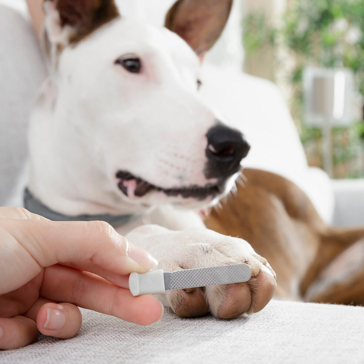 Cortaúñas para Mascotas con Luz LED